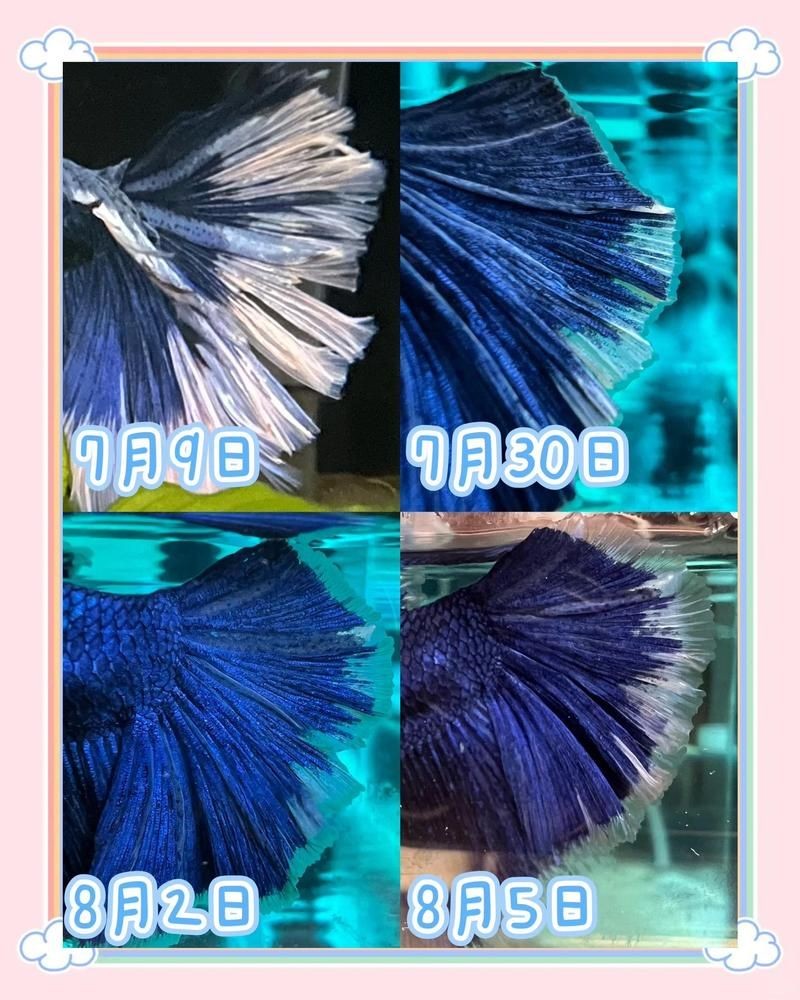 爛尾的魚多久能恢復，爛尾病魚恢復周期詳解，科學養護