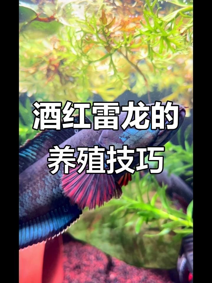 酒紅雷龍魚怎么養才能大，酒紅雷龍魚科學喂養指南，掌握關鍵技巧助