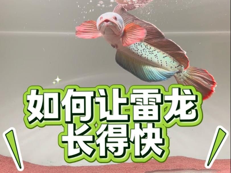酒紅雷龍魚怎么養才能大，酒紅雷龍魚科學喂養指南，掌握關鍵技巧助