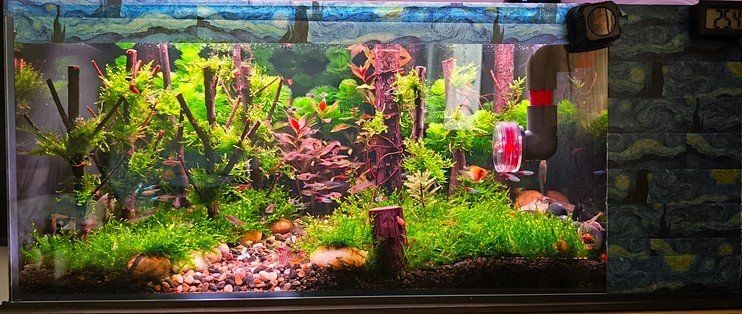 吉印魚缸水族箱使用步驟詳解,吉印魚缸/水族箱新手必看,超全 龍魚論壇 第4張 吉印魚缸水族箱使用步驟詳解,吉印魚缸/水族箱新手必看,超全 吉印魚缸水族箱使用步驟詳解,吉印魚缸/水族箱新手必看,超全 龍魚論壇 第4張