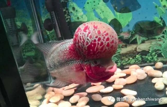 古典羅漢魚起頭前征兆，古典羅漢魚起頭前必現(xiàn)的5大明顯征兆解析 古典羅漢魚起頭前征兆，古典羅漢魚起頭前必現(xiàn)的5大明顯征兆解析 全國水族館企業(yè)名錄 第3張