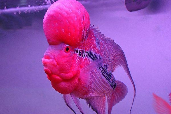 古典羅漢魚起頭前征兆，古典羅漢魚起頭前必現(xiàn)的5大明顯征兆解析 古典羅漢魚起頭前征兆，古典羅漢魚起頭前必現(xiàn)的5大明顯征兆解析 全國水族館企業(yè)名錄 第6張