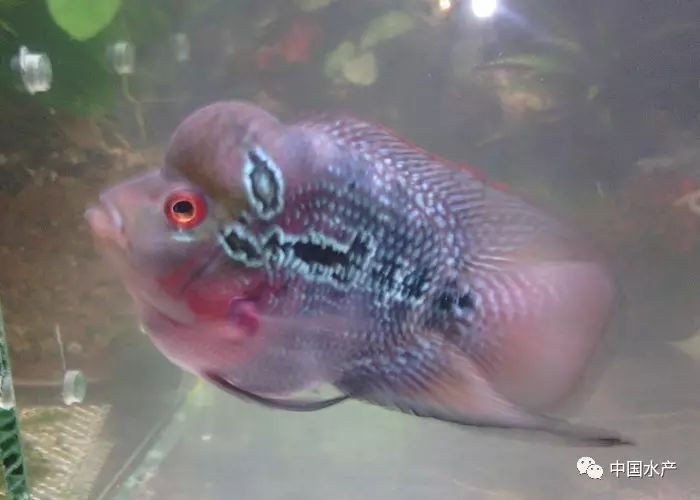 古典羅漢魚起頭前征兆，古典羅漢魚起頭前必現(xiàn)的5大明顯征兆解析 古典羅漢魚起頭前征兆，古典羅漢魚起頭前必現(xiàn)的5大明顯征兆解析 全國水族館企業(yè)名錄 第1張