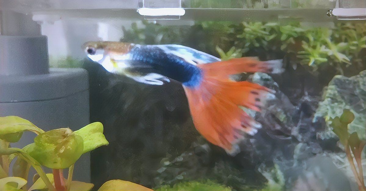 孔雀魚爛尾病最簡單治療，一招搞定！孔雀魚爛尾病超