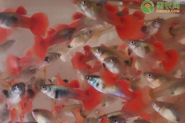 孔雀魚爛尾病最簡單治療，一招搞定！孔雀魚爛尾病超