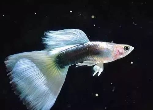 孔雀魚爛尾病最簡單治療，一招搞定！孔雀魚爛尾病超