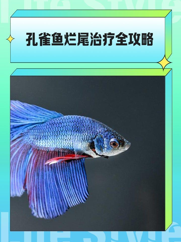 孔雀魚爛尾病最簡單治療，一招搞定！孔雀魚爛尾病超