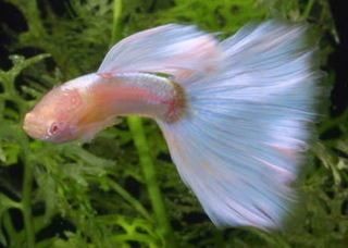 孔雀魚爛尾病最簡單治療，一招搞定！孔雀魚爛尾病超