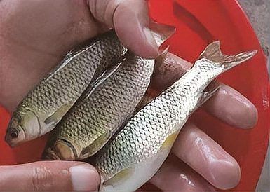 混養(yǎng)魚(yú)每畝最佳比例，混養(yǎng)魚(yú)塘高產(chǎn)秘訣，一畝水域