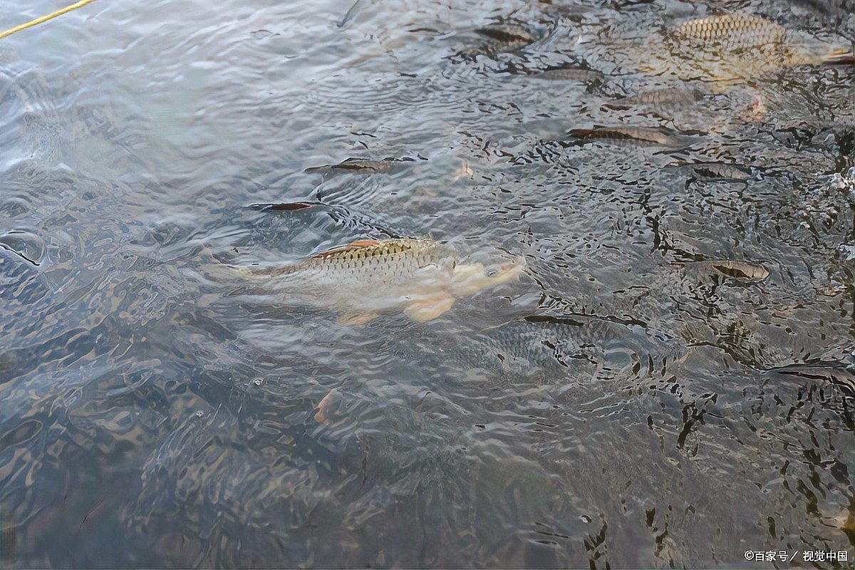 混養(yǎng)魚(yú)每畝最佳比例，混養(yǎng)魚(yú)塘高產(chǎn)秘訣，一畝水域