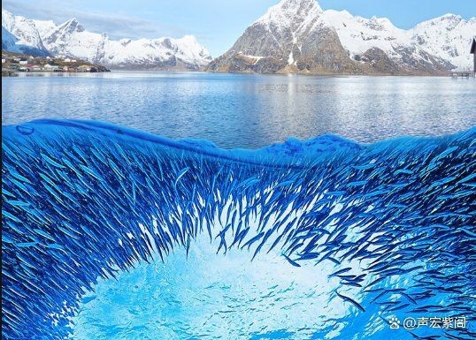 全世界排名第一的魚油，全球魚油排行榜榜首——冠軍級精選深海