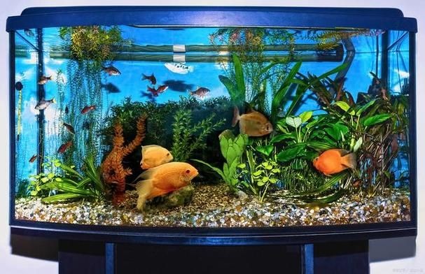 家庭魚缸圖片大全，家庭魚缸實景高清精選圖片