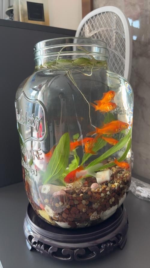 家庭魚缸圖片大全，家庭魚缸實景高清精選圖片