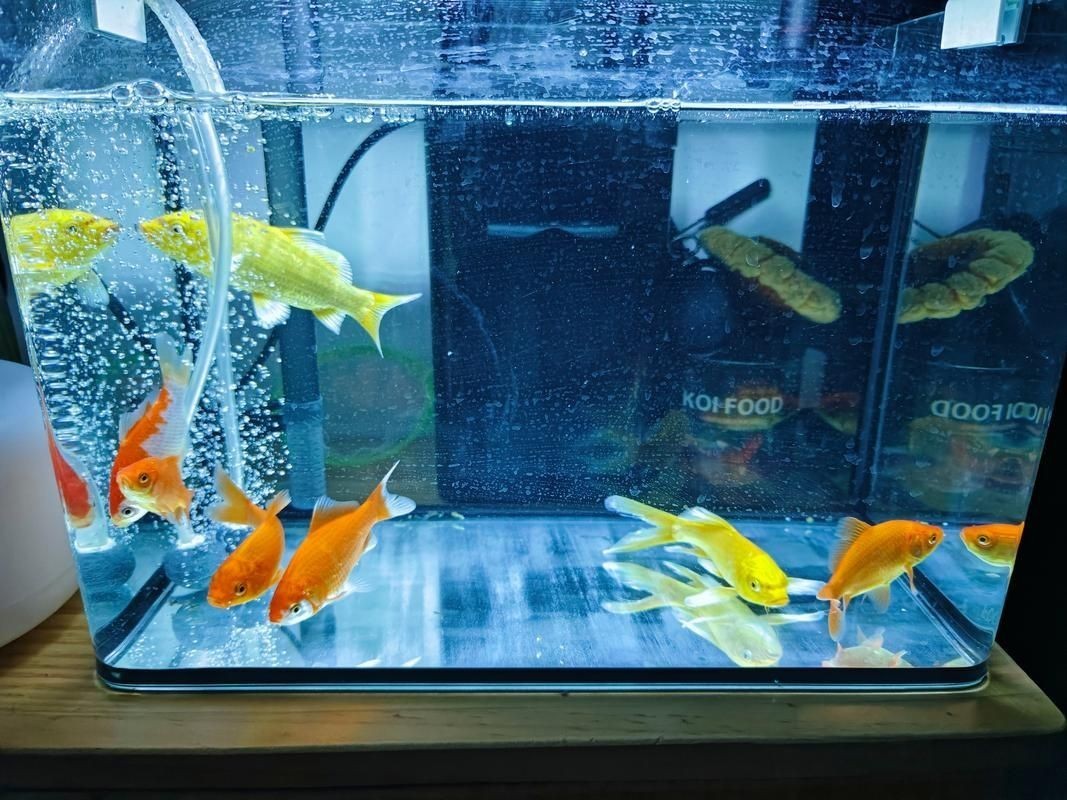 家庭魚缸圖片大全，家庭魚缸實景高清精選圖片