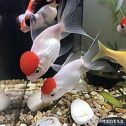 十大養不死的冷水魚，十大超好養冷水魚推薦，新手也能輕松駕馭！