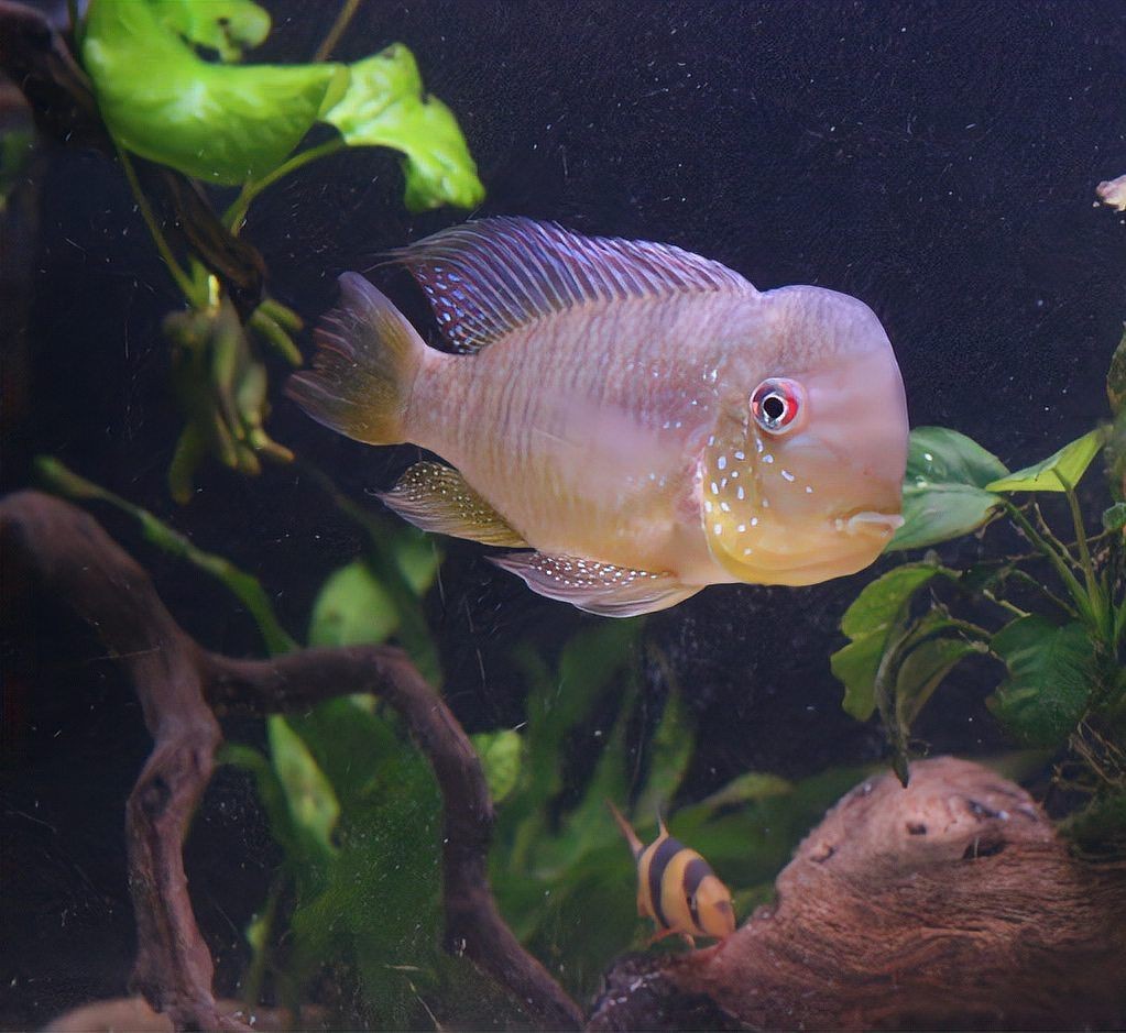 和尚魚能活多久，和尚魚壽命解析，這種觀賞魚 和尚魚能活多久，和尚魚壽命解析，這種觀賞魚 全國水族館企業(yè)名錄 第1張