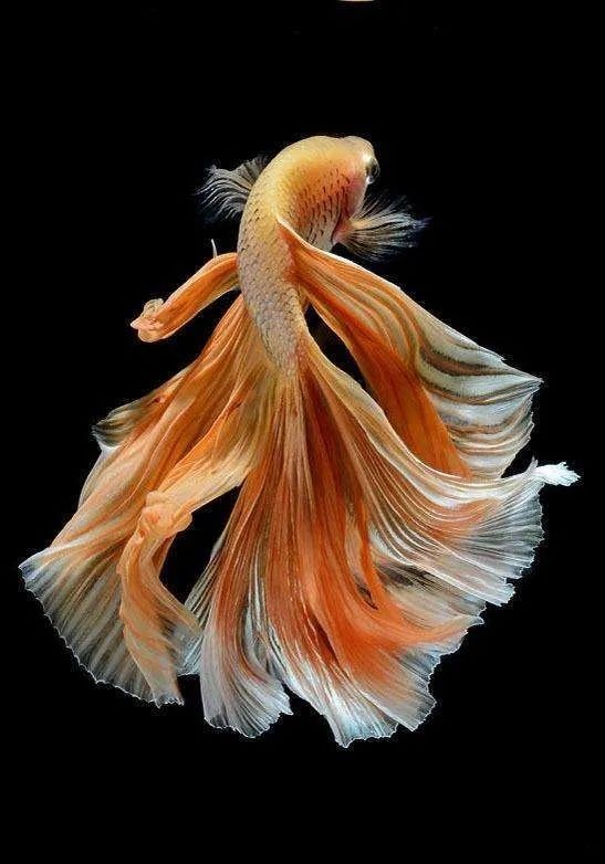 和尚魚能活多久，和尚魚壽命解析，這種觀賞魚 和尚魚能活多久，和尚魚壽命解析，這種觀賞魚 全國水族館企業(yè)名錄 第3張