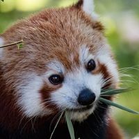 和尚魚能活多久，和尚魚壽命解析，這種觀賞魚 和尚魚能活多久，和尚魚壽命解析，這種觀賞魚 全國水族館企業(yè)名錄 第2張