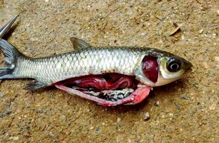 觀賞魚爛鰓圖片，高清圖解，觀賞魚爛鰓病典型癥狀與病理 觀賞魚爛鰓圖片，高清圖解，觀賞魚爛鰓病典型癥狀與病理 龍魚百科 第23張