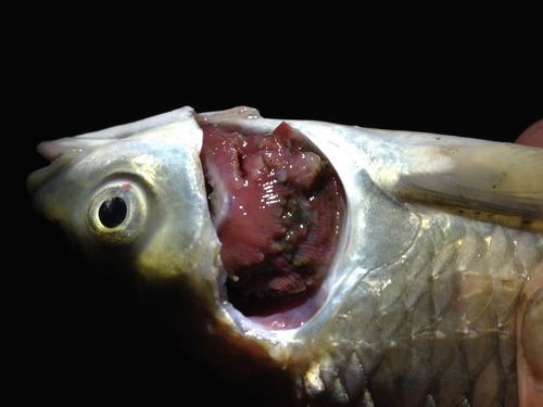 觀賞魚爛鰓圖片，高清圖解，觀賞魚爛鰓病典型癥狀與病理 觀賞魚爛鰓圖片，高清圖解，觀賞魚爛鰓病典型癥狀與病理 龍魚百科 第19張