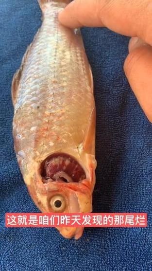 觀賞魚爛鰓圖片，高清圖解，觀賞魚爛鰓病典型癥狀與病理 觀賞魚爛鰓圖片，高清圖解，觀賞魚爛鰓病典型癥狀與病理 龍魚百科 第13張