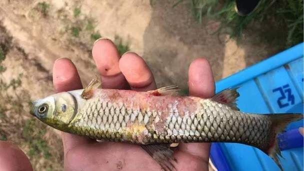 觀賞魚爛鰓圖片，高清圖解，觀賞魚爛鰓病典型癥狀與病理 觀賞魚爛鰓圖片，高清圖解，觀賞魚爛鰓病典型癥狀與病理 龍魚百科 第12張