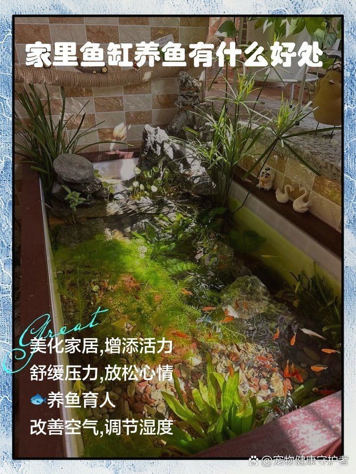 家里養魚的好處，揭秘家中養魚的五大驚喜好處，提升生活品質與