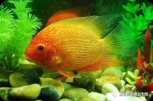 家里養魚的好處，揭秘家中養魚的五大驚喜好處，提升生活品質與
