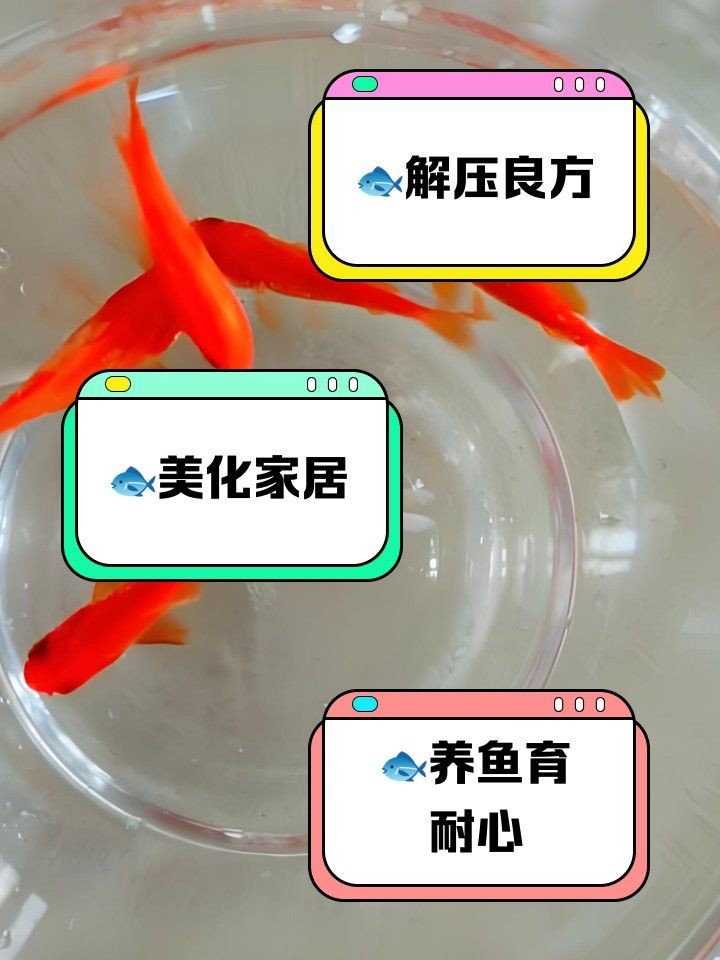 家里養魚的好處，揭秘家中養魚的五大驚喜好處，提升生活品質與