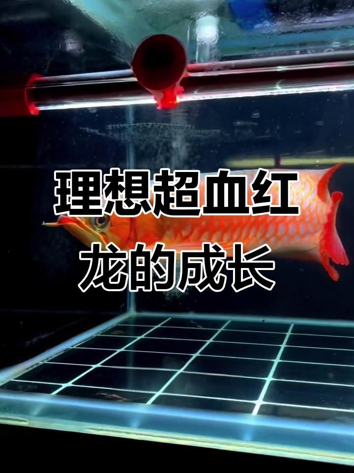 超血紅龍最建議買哪一種，超血紅龍選購終極指南，這幾種高性價比品類閉眼
