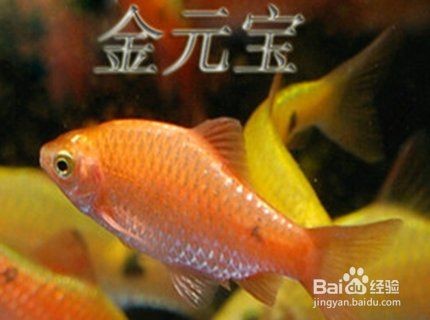 金元寶魚兇嗎，揭秘金元寶魚真實習性，究竟是否