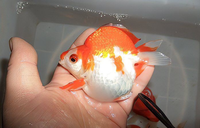 金元寶魚兇嗎，揭秘金元寶魚真實習性，究竟是否
