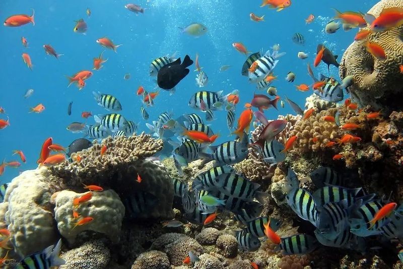 海水魚放在淡水里能活嗎，海水魚突入淡水環(huán)境，生存挑戰(zhàn)與科學(xué)解析