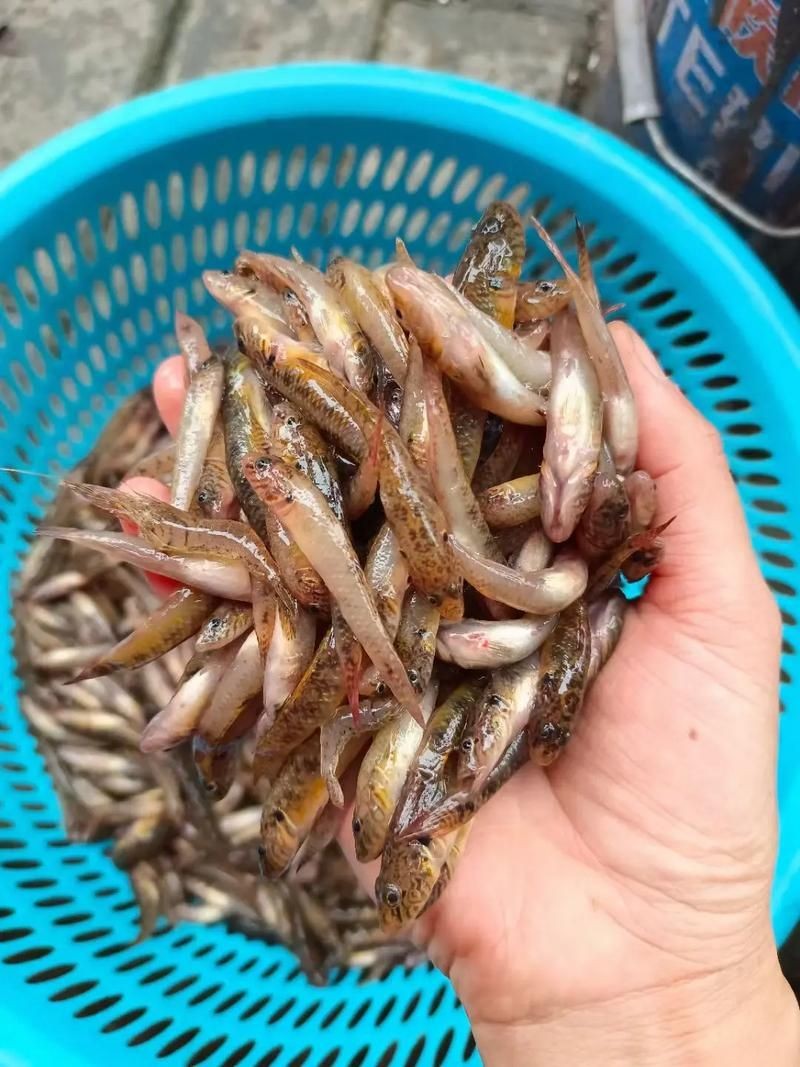 國產水泵品牌十大排名，202X年國產水泵品牌十大排名最新權威盤點