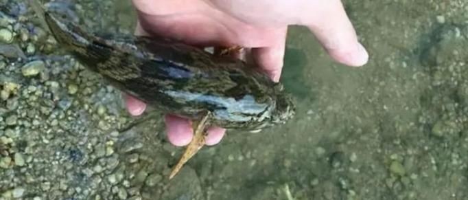 國產水泵品牌十大排名，202X年國產水泵品牌十大排名最新權威盤點
