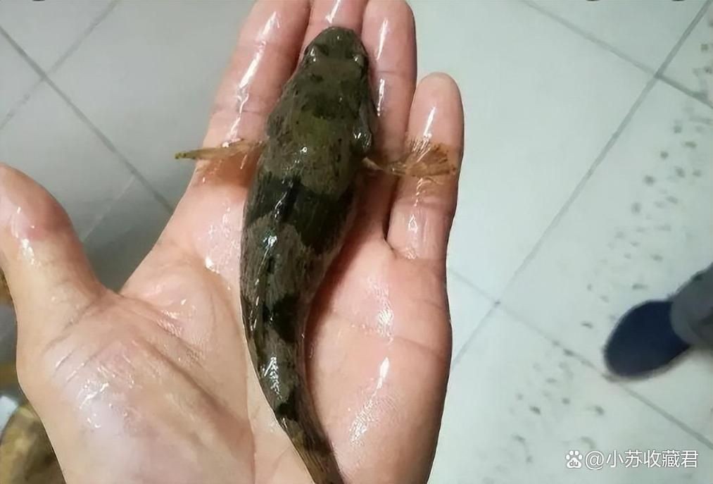 國產水泵品牌十大排名，202X年國產水泵品牌十大排名最新權威盤點