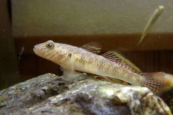國產水泵品牌十大排名，202X年國產水泵品牌十大排名最新權威盤點