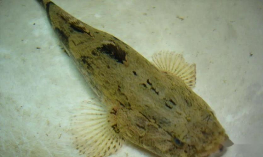 國產水泵品牌十大排名，202X年國產水泵品牌十大排名最新權威盤點