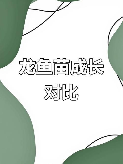 2-3cm龍魚苗圖片，高清實拍2-3cm迷你龍魚苗幼體