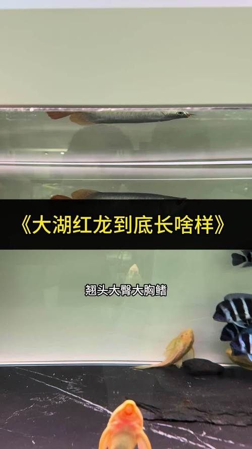 2-3cm龍魚苗圖片，高清實拍2-3cm迷你龍魚苗幼體