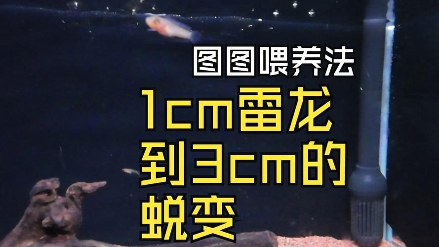 2-3cm龍魚苗圖片，高清實拍2-3cm迷你龍魚苗幼體
