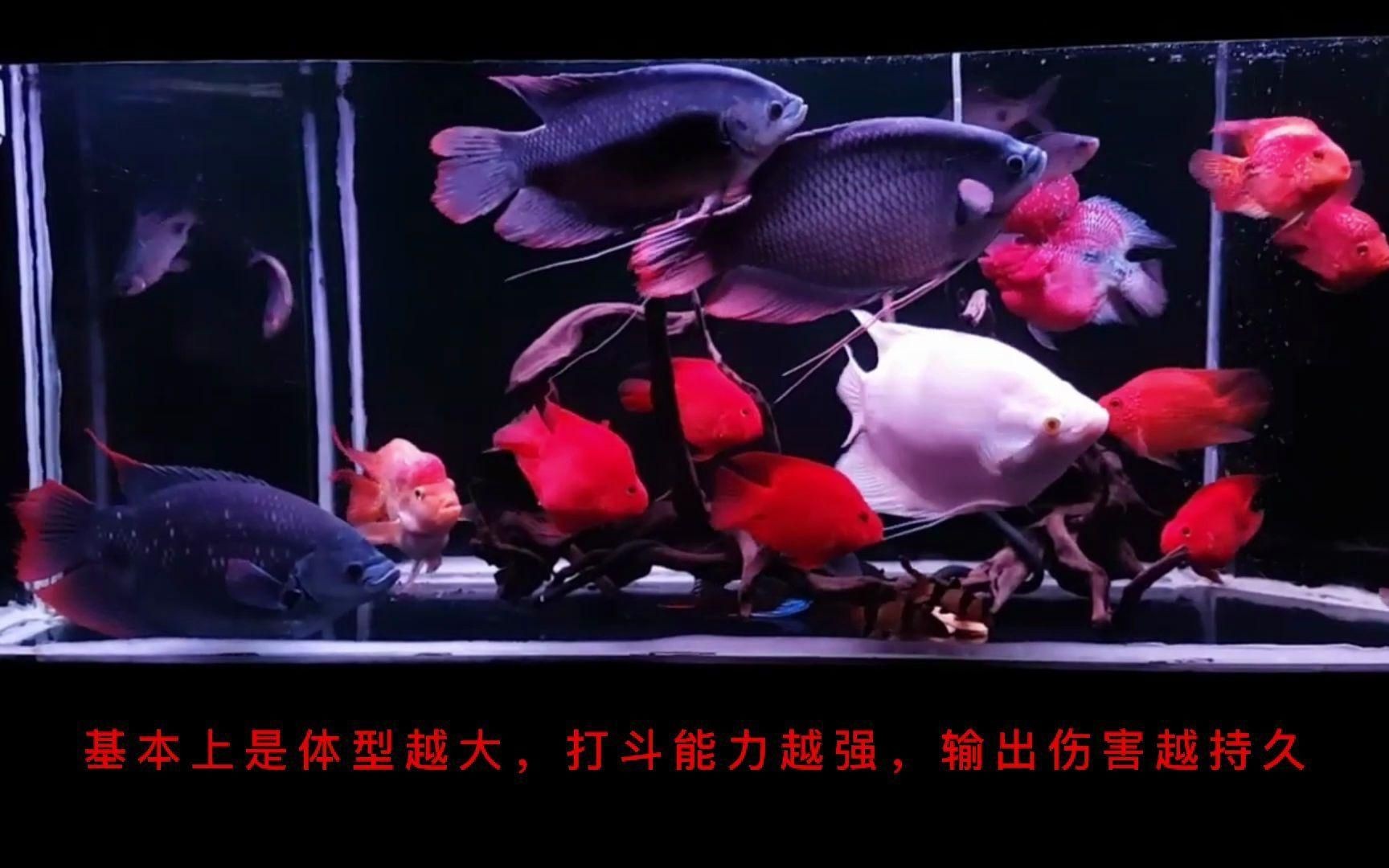 招財和什么魚混養最好，招財魚最佳混養搭檔推薦，這些魚類組合既和諧又旺運