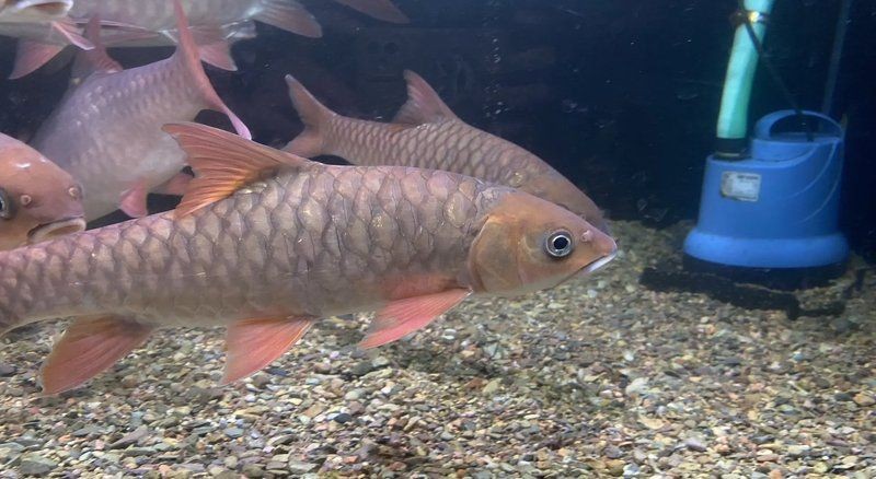 河豚跟狗頭魚的區別，河豚與狗頭魚，從外形到習性的全面差異解析