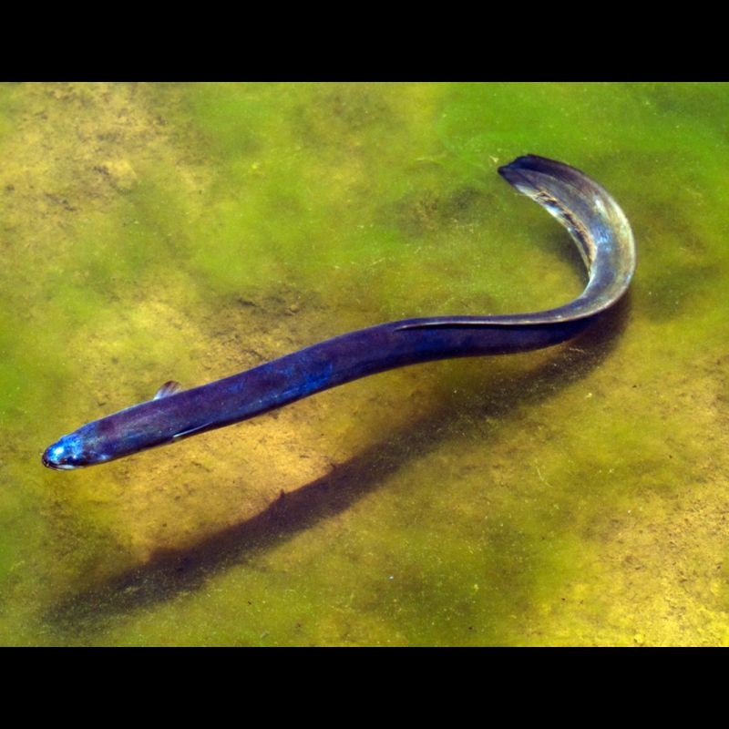 很細很小的鰻魚，纖毫入微！探秘全球最小迷你鰻魚的生存 很細很小的鰻魚，纖毫入微！探秘全球最小迷你鰻魚的生存 龍魚論壇 第4張