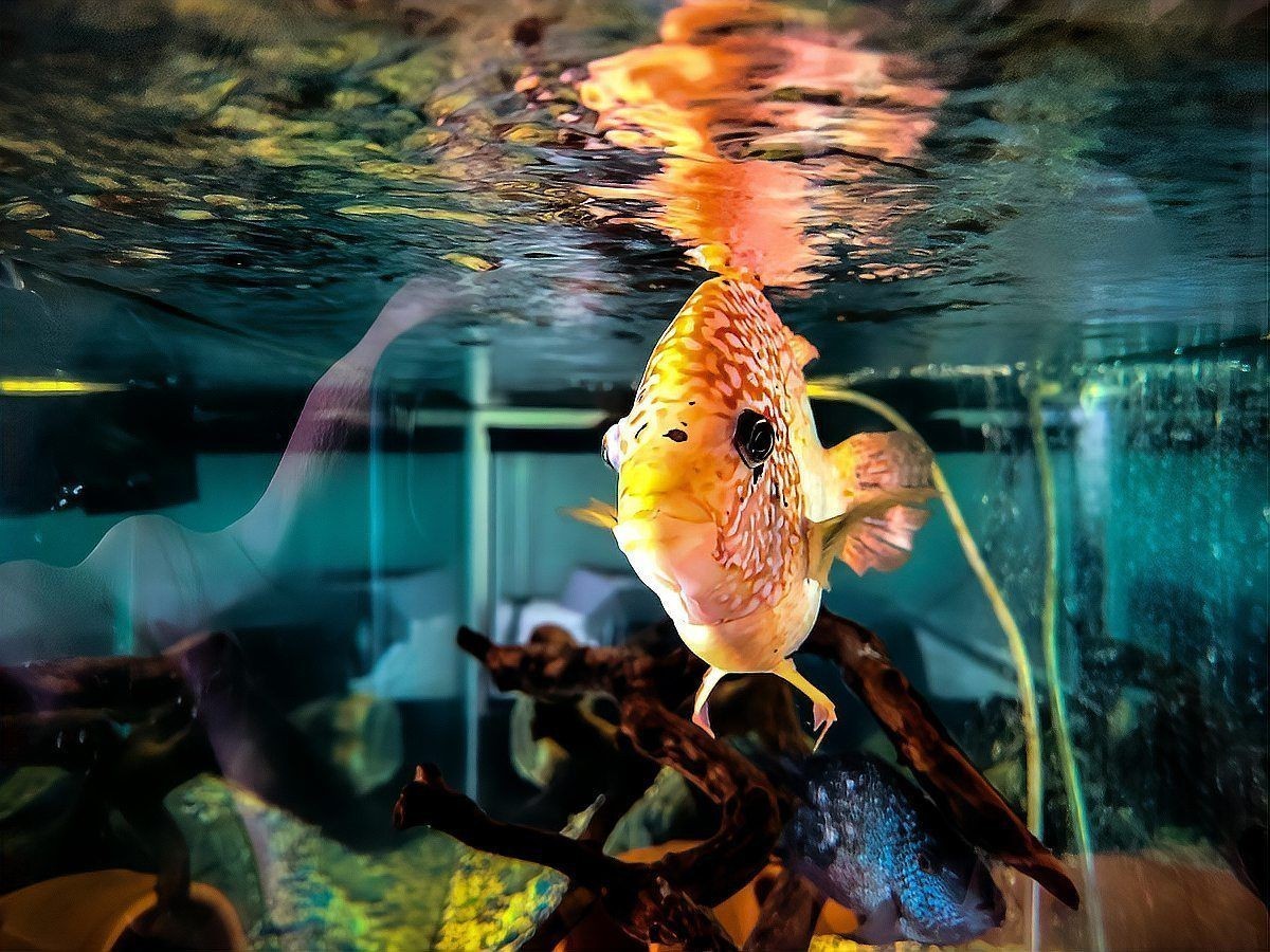 保定魚缸定做，保定專業魚缸定制——私人訂制高品質水