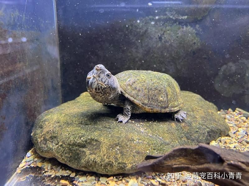 巨頭蛋龜和虎紋蛋龜，巨頭蛋龜VS虎紋蛋龜，兩大熱門蛋龜品種特征與飼養要點詳解