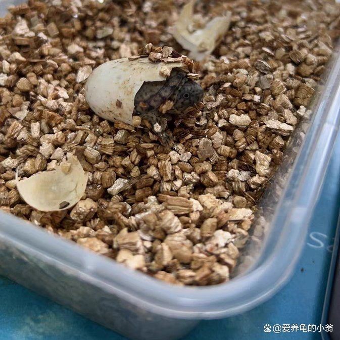 巨頭蛋龜和虎紋蛋龜，巨頭蛋龜VS虎紋蛋龜，兩大熱門蛋龜品種特征與飼養要點詳解