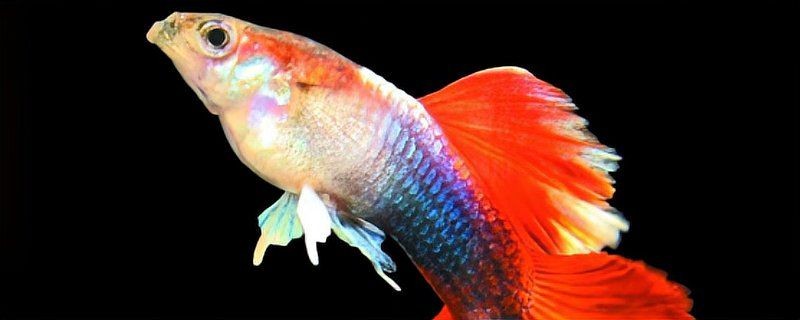孔雀魚一到晚上關燈后就死，揭秘！孔雀魚為何頻頻在夜間關燈 孔雀魚一到晚上關燈后就死，揭秘！孔雀魚為何頻頻在夜間關燈 龍魚百科 第15張