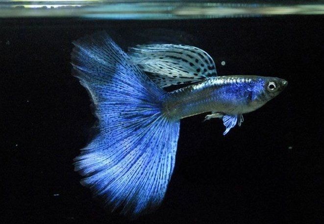 孔雀魚一到晚上關燈后就死，揭秘！孔雀魚為何頻頻在夜間關燈 孔雀魚一到晚上關燈后就死，揭秘！孔雀魚為何頻頻在夜間關燈 龍魚百科 第1張
