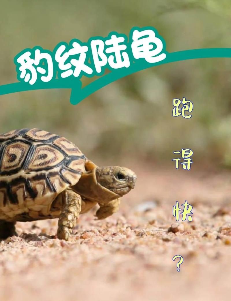 哥倫比亞綠皮皇冠豹生長(zhǎng)速度，揭秘哥倫比亞綠皮